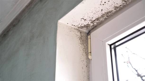 Best Attic Mold Removal  in Cullowhee, NC