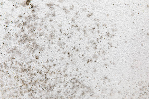 Best Mold Prevention Services  in Cullowhee, NC