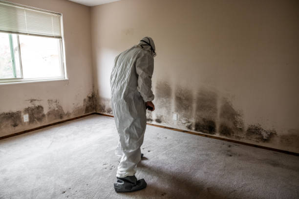 Best Residential Mold Inspection & Testing  in Cullowhee, NC
